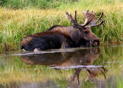 Moose, Colorado