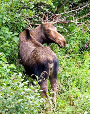 Moose, Newfoundland