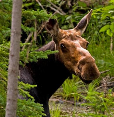 Moose, Quebec
