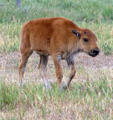 Bison Calf, Wyoming