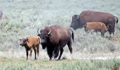 Bison Families, Wyoming