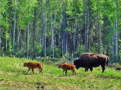 Bison Family, British Columbia