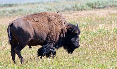 Bison, Wyoming