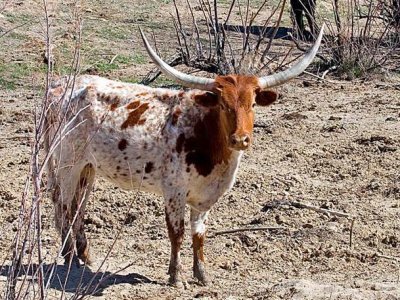 Longhorn, Utah