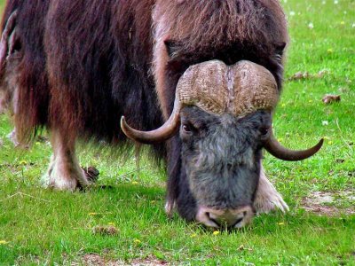 Musk Ox, Alaska