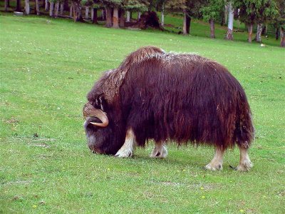 Musk Ox, Alaska