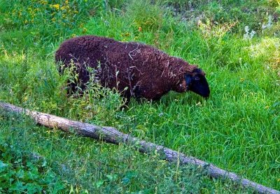 Domestic Black Sheep, Vermont
