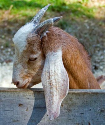 Domestic Goat, Vermont