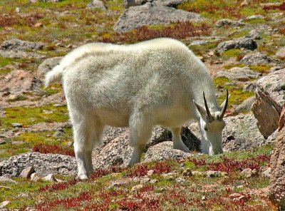 Mountain Goat, Colorado