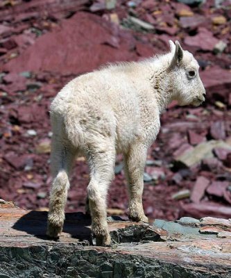 Mountain Goat, Montana 2.jpg