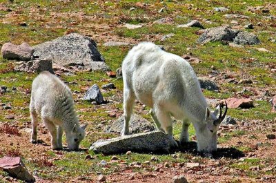 Mountain Goats, Colorado