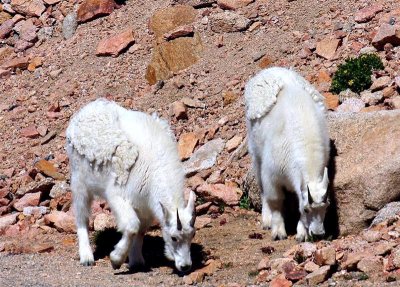 Mountain Goats, Colorado