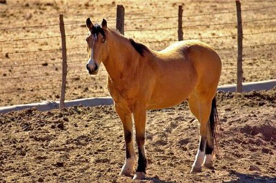 Horse, Arizona