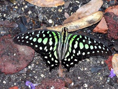 Butterfly, Florida