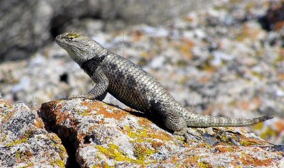 Collared Lizard, Nevada