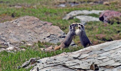 Yellow-bellied Marmots, Montana