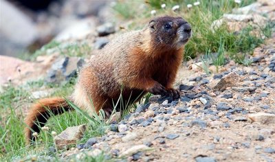 Yellow-bellied Marmot, Wyoming