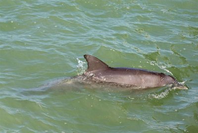 Bottle-nosed Dolphin, Florida