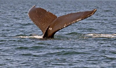 Humpback Whale, Nova Scotia