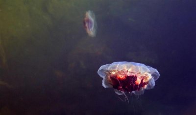 Jellyfish, Newfoundland