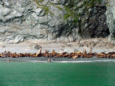 Sea Lions, Alaska