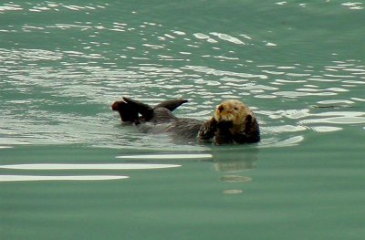 Sea Otter, Alaska