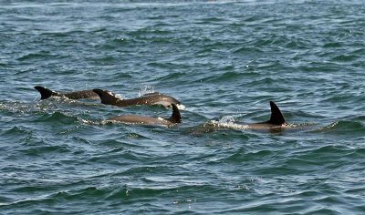 White-sided Atlantic Dolphins, Nova Scotia