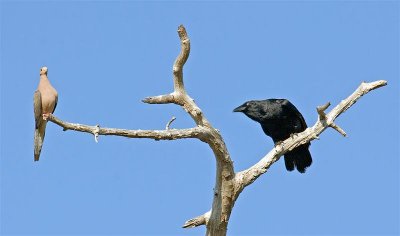  Dove and Crow, Florida