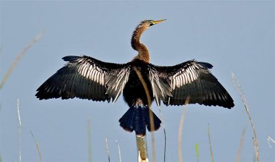 Anhinga, Florida