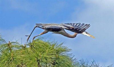 Great Blue Herons Nesting, Florida
