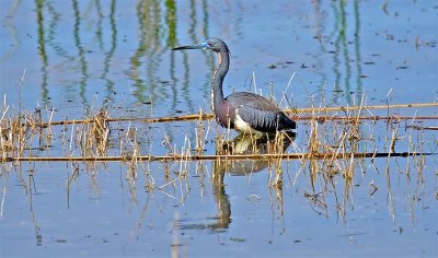  Tri-Color Heron, Florida