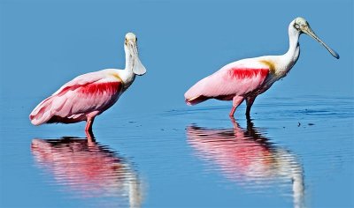 Roseate Spoonbills, Florida