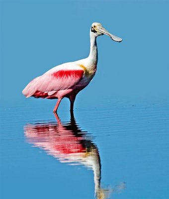 Roseate Spoonbill, Florida