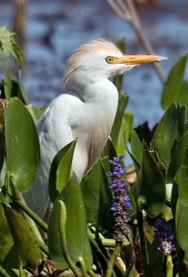 Cattle Egret, Florida