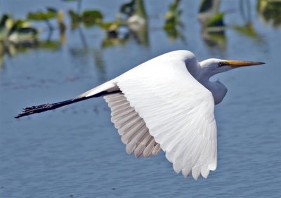 Great Egret, Florida
