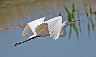 Great Egret, Florida