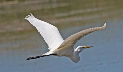 Great Egret, Florida