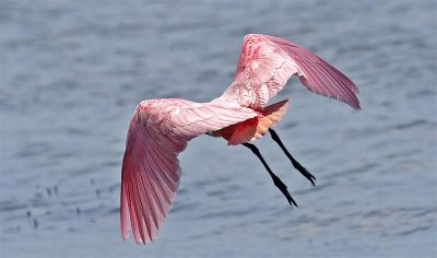 Roseate Spoonbill, Florida