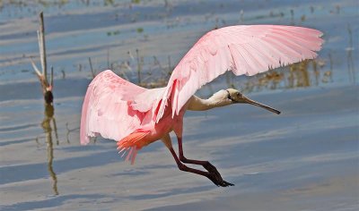 Roseate Spoonbill, Florida