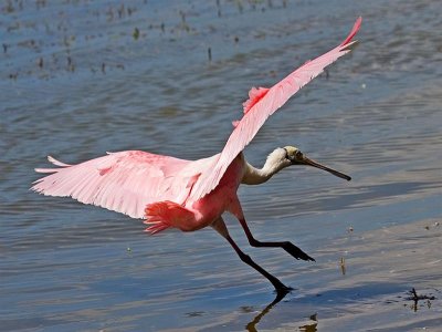 Roseate Spoonbill, Florida