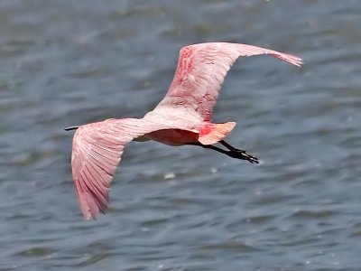 Roseate Spoonbill, Florida