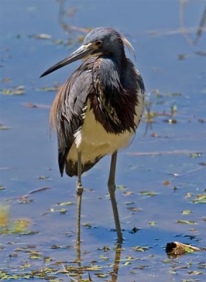 Tri-Color Heron, Florida