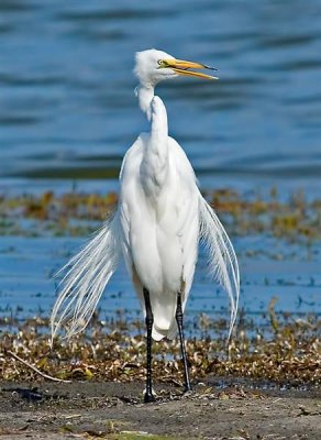 Great Egret, Florida