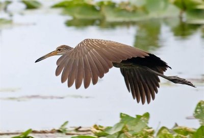 Limpkin, Florida