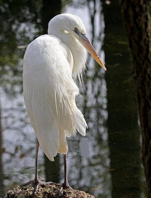 Great White Heron, Florida