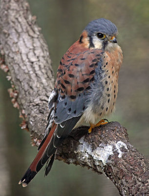 American Kestrel, Florida