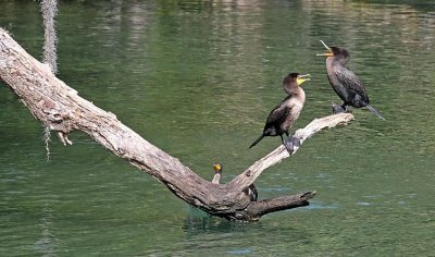 Cormorants, Florida