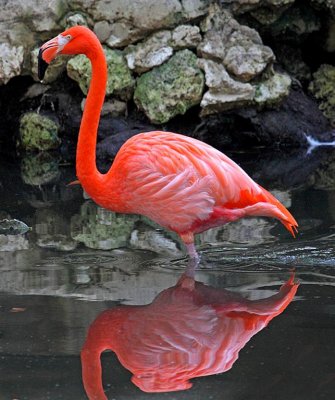 Flamingo, Florida
