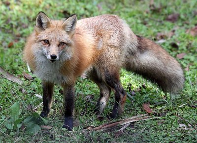 Red Fox, Florida