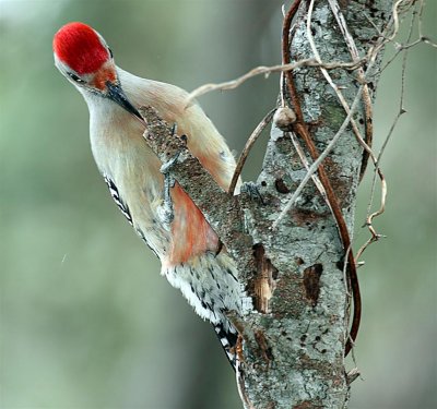 Red-Bellied Woodpecker, Florida